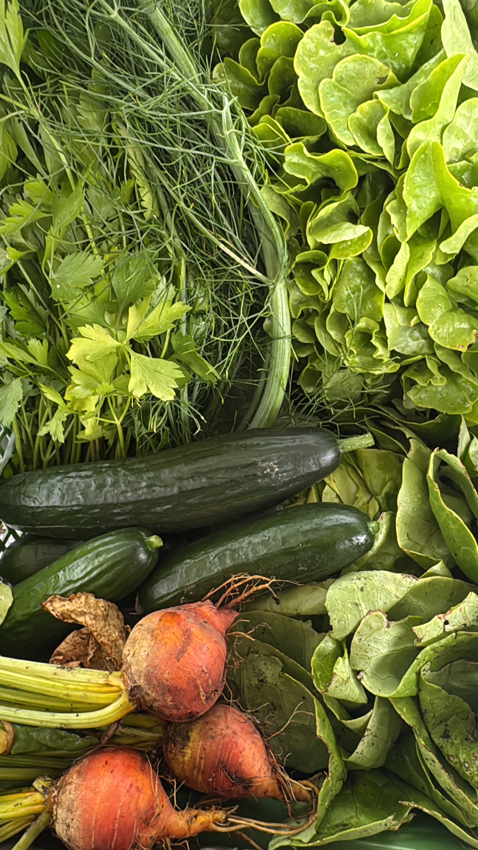 Frisch geerntetes Gemüse mit Salat, Kräutern, Gurken und Roter Bete