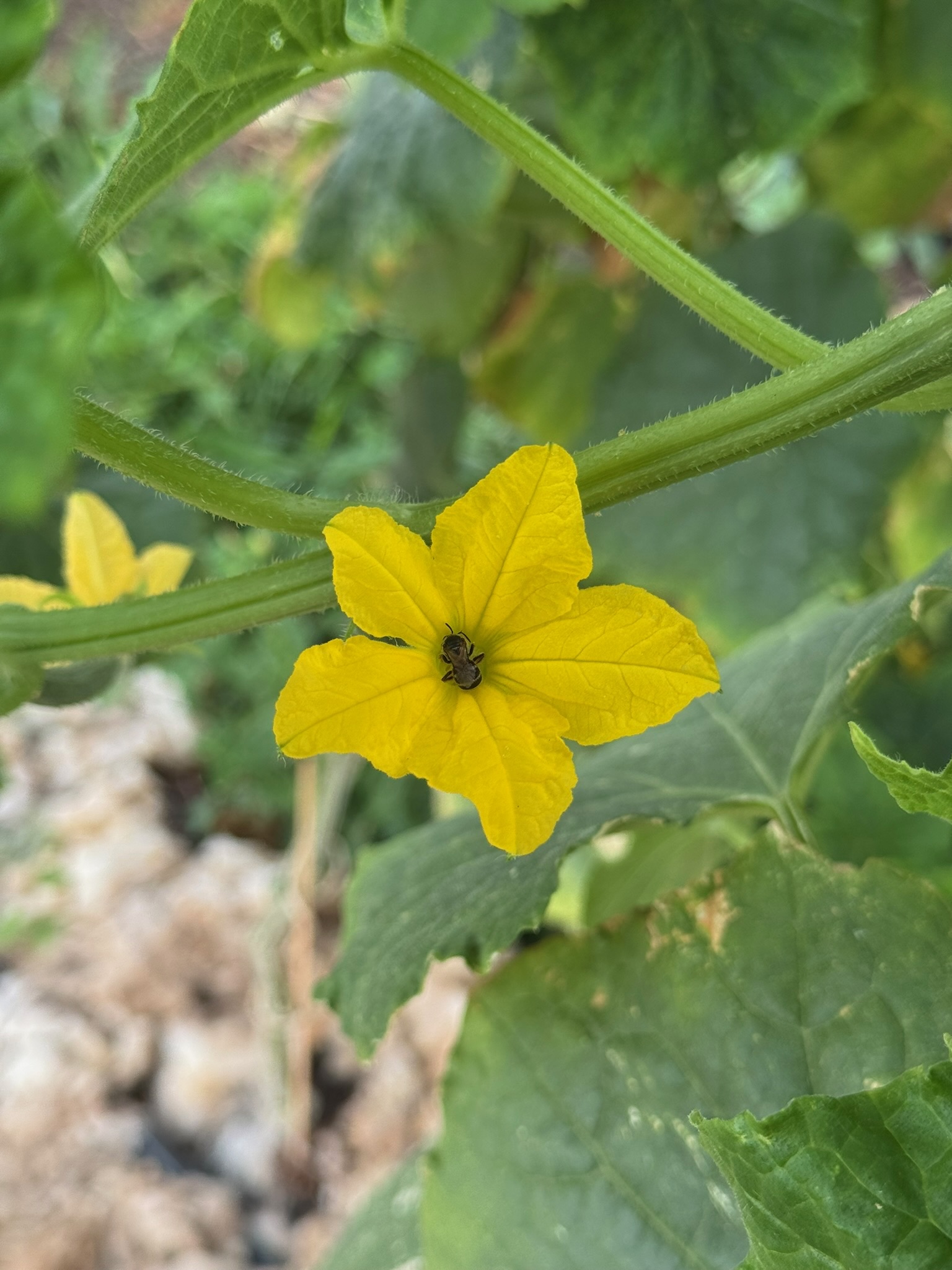 Gelbe Blüte einer Gemüsepflanze mit einer Biene
