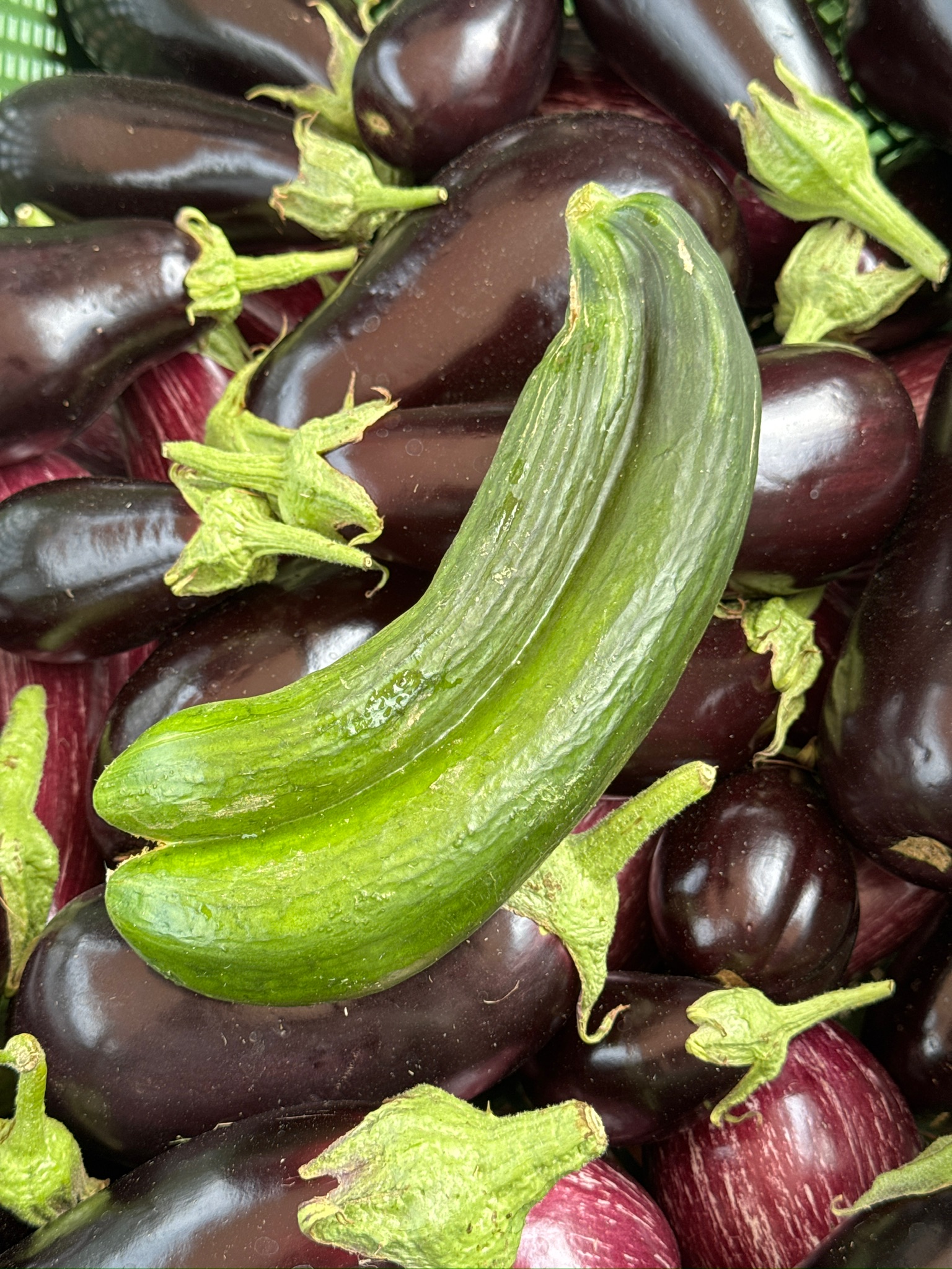 Frisch geerntete Auberginen und Gurken